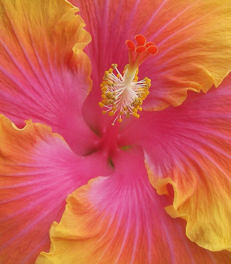 Côte d'Azur Bloom